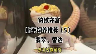 豹纹守宫新手饲养推荐（5）翡翠、雷达