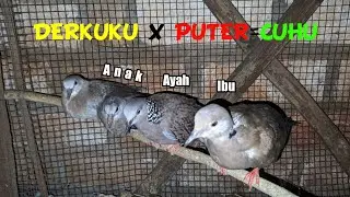 BURUNG CUHU DARI NOL HARI HINGGA KELUAR SARANG