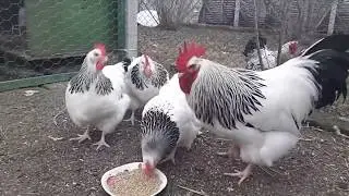 AS MELHORES RAÇAS DO MUNDO PARA PRODUÇÃO DE OVOS