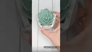 Эхеверия большая