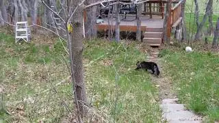 Our cat stocking the buck