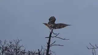 fal-con-ree in the tall tree