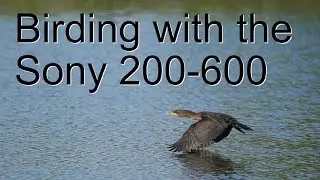 Birding with the Sony 200-600