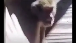 Ревнивец