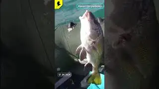 Морская рыбалка 🐟 #fishing #рыбалкавидео #морскаярыбалка #2024 #лаврак #барабулька #ставрида