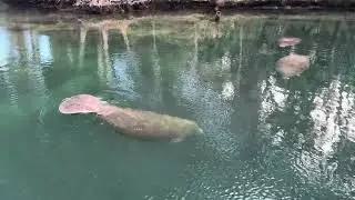 Weeki Wachee Manatees in the Fish Hospital