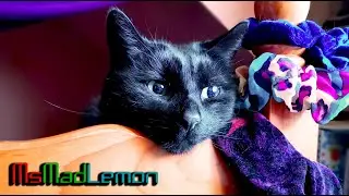 My cat high on catnip - Enjoying his new gifts.