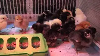 Куры несушки, молодки, цыплята.