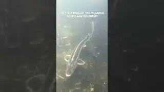 ЭТО ВИДЕО СТОИЛО МНЕ АЙФОНА!