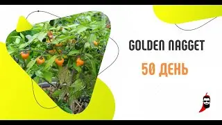 Острый перец Golden Nagget на 50 день