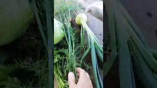 День начинается с похода в огород