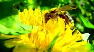 Bee Pollinating Flower - Dandelion