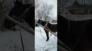 Кони и фронт
