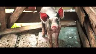 Salame