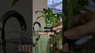 EASILY Display Plants With This!