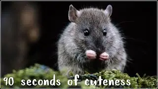 90 Seconds of Cuteness