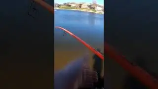 throwback to this beautiful video #bassfishing #fishing #fishinggear #bass #like #shorts #fyp #share