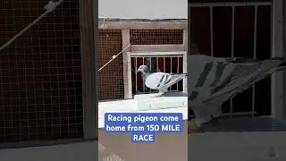Racing Pigeon 150 MILE RACE ARRIVAL