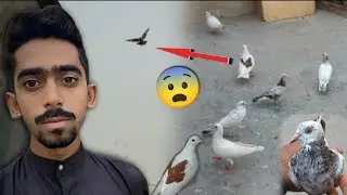 Samna Chat Wala Bhai Ka Kabootar Pkar Lia😨 || 2 Kabootar Wapis Nhi Aiy🤧. #itspigeonlover