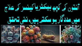 bacteria use for cancer treatment | بیکٹیریا کینسر کے علاج کے لیے استعمال کرتے ہیں۔