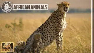 Cheetah and cubs 🐆 Masai Mara National Reserve