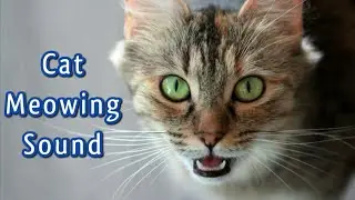 Sounds that Attract Cats - Meow To Make Cats Come To You, Cat Meowing 😻 Cat Sound
