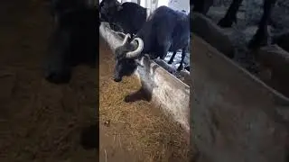 Буйволы в Карпатах