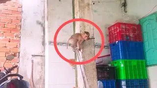In the morning, monkey Niki came into the house to ask for food and was so cute