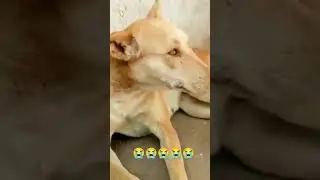 My beloved dog died in the village 😭😭#viral4k#shorts