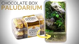 Don't throw away empty Ferrero Rocher chocolate boxes. Make a mini paludarium