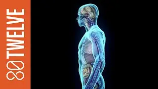 The Three Most Useless Human Body Parts: 80Twelve NewsFlash | 80Twelve
