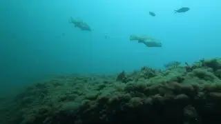 Трудная рыба.  Подводная охота в Крыму.
