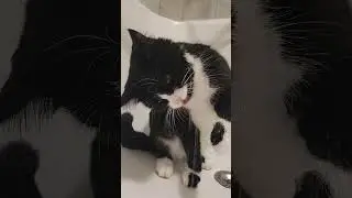 #кошкамята