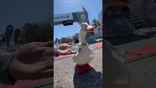 Wrinkle Duck Beat many people in racing 🥰☺️