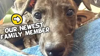 Our Greyhound Siru's First Day with Us! 💛