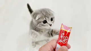The kitten who was good at begging was so energetic and cute...
