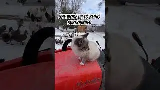Surrounded kitty