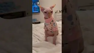 🎀Шанти 