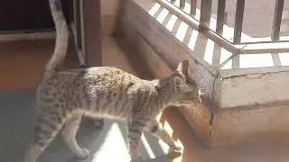 Cute Cat for 6 minutes straight