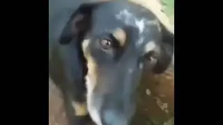 Porque W Se Escreve com D