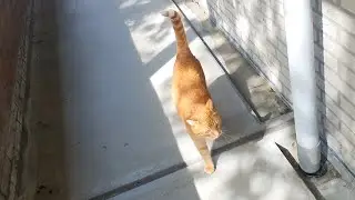 Cody cat did something meaningful today