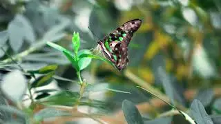 Beautiful Butterfly's 3