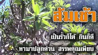 ต้น ส้มเช้า | ส้มเช้า สรรพคุณ เป็นยาก็ดี กินก็ได้  | ประโยชน์ของต้นส้มเช้า