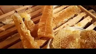 Пчелиные соты бывают и такой ширины. Видео от Василия.