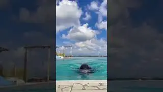 JILBOOBS - Berenang Dulu #hijab