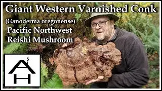 Reishi Mushroom - Giant Western Varnished Conk (Ganoderma oregonense)