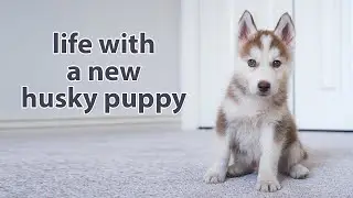 My First Month with A Husky Puppy (watch this before getting one)