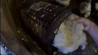 Snakes climbed under a chicken nest .