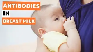 My Thought on Immunoglobulins (Antibodies) in Breast Milk
