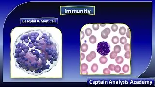 Basophil & Mast Cell  اسرار لاول مرة فى خلية البازوفيل